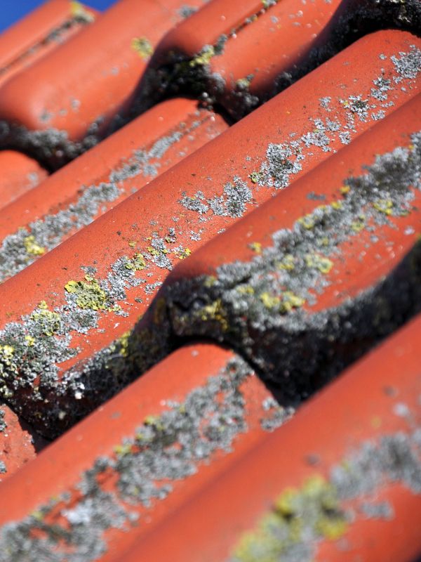 Travaux de démoussage dans les Alpes Maritimes (06)